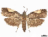  ( - CCDB-45172-G03)  @11 [ ] CreativeCommons - Attribution (2024) CBG Photography Group Centre for Biodiversity Genomics