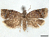 ( - CCDB-45172-H05)  @11 [ ] CreativeCommons - Attribution (2024) CBG Photography Group Centre for Biodiversity Genomics