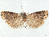  ( - CCDB-45172-H06)  @11 [ ] CreativeCommons - Attribution (2024) CBG Photography Group Centre for Biodiversity Genomics