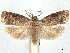  ( - CCDB-45172-H07)  @11 [ ] CreativeCommons - Attribution (2024) CBG Photography Group Centre for Biodiversity Genomics