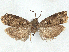  ( - CCDB-45172-H09)  @11 [ ] CreativeCommons - Attribution (2024) CBG Photography Group Centre for Biodiversity Genomics