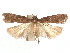 ( - CCDB-45173-B09)  @11 [ ] CreativeCommons - Attribution Share - Alike (2024) CBG Photography Group Centre for Biodiversity Genomics