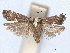  ( - CCDB-45173-C05)  @11 [ ] CreativeCommons - Attribution Share - Alike (2024) CBG Photography Group Centre for Biodiversity Genomics