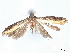  (Chionodes canofusella - CCDB-45173-C07)  @11 [ ] CreativeCommons - Attribution Share - Alike (2024) CBG Photography Group Centre for Biodiversity Genomics