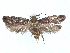  ( - CCDB-45173-C12)  @11 [ ] CreativeCommons - Attribution Share - Alike (2024) CBG Photography Group Centre for Biodiversity Genomics