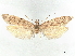  ( - CCDB-45173-D01)  @11 [ ] CreativeCommons - Attribution Share - Alike (2024) CBG Photography Group Centre for Biodiversity Genomics