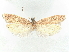  ( - CCDB-45173-D02)  @11 [ ] CreativeCommons - Attribution Share - Alike (2024) CBG Photography Group Centre for Biodiversity Genomics