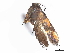  (Euclemensia schwarziella - CCDB-45173-E03)  @11 [ ] CreativeCommons - Attribution Share - Alike (2024) CBG Photography Group Centre for Biodiversity Genomics