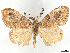  (Orgyia colombiensis - CCDB-45174-C08)  @11 [ ] CreativeCommons - Attribution (2024) CBG Photography Group Centre for Biodiversity Genomics