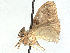  ( - CCDB-45174-C09)  @11 [ ] CreativeCommons - Attribution (2024) CBG Photography Group Centre for Biodiversity Genomics