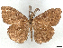  (Orgyia coresia - CCDB-45174-C12)  @11 [ ] CreativeCommons - Attribution (2024) CBG Photography Group Centre for Biodiversity Genomics
