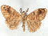 (Orgyia guatemalteca - CCDB-45174-D01)  @11 [ ] CreativeCommons - Attribution (2024) CBG Photography Group Centre for Biodiversity Genomics