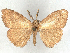  (Orgyia jalisca - CCDB-45174-D02)  @11 [ ] CreativeCommons - Attribution (2024) CBG Photography Group Centre for Biodiversity Genomics