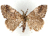  (Orgyia salvadora - CCDB-45174-D04)  @11 [ ] CreativeCommons - Attribution (2024) CBG Photography Group Centre for Biodiversity Genomics