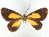  (Eutrepsia potentia - CCDB-45174-D12)  @11 [ ] CreativeCommons - Attribution (2024) CBG Photography Group Centre for Biodiversity Genomics