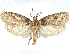  ( - CCDB-45174-E12)  @11 [ ] CreativeCommons - Attribution (2024) CBG Photography Group Centre for Biodiversity Genomics