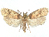  ( - CCDB-45174-F01)  @11 [ ] CreativeCommons - Attribution (2024) CBG Photography Group Centre for Biodiversity Genomics