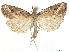  (Schrankia croceipicta - CCDB-45174-F06)  @11 [ ] CreativeCommons - Attribution (2024) CBG Photography Group Centre for Biodiversity Genomics
