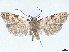  ( - CCDB-45174-F08)  @11 [ ] CreativeCommons - Attribution (2024) CBG Photography Group Centre for Biodiversity Genomics