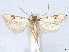  (Taygete bicostomaculella - CCDB-45174-G01)  @11 [ ] CreativeCommons - Attribution (2024) CBG Photography Group Centre for Biodiversity Genomics