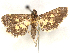  ( - CCDB-45175-D06)  @11 [ ] CreativeCommons - Attribution (2024) CBG Photography Group Centre for Biodiversity Genomics
