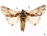  ( - CCDB-45175-G04)  @11 [ ] CreativeCommons - Attribution (2024) CBG Photography Group Centre for Biodiversity Genomics