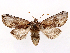 ( - CCDB-45175-G06)  @11 [ ] CreativeCommons - Attribution (2024) CBG Photography Group Centre for Biodiversity Genomics