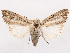  ( - CCDB-45175-G08)  @11 [ ] CreativeCommons - Attribution (2024) CBG Photography Group Centre for Biodiversity Genomics