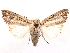  ( - CCDB-45175-G08)  @11 [ ] CreativeCommons - Attribution (2024) CBG Photography Group Centre for Biodiversity Genomics