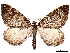  ( - CCDB-45179-B02)  @11 [ ] CreativeCommons - Attribution (2024) CBG Photography Group Centre for Biodiversity Genomics