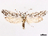  ( - CCDB-45179-D04)  @11 [ ] CreativeCommons - Attribution (2024) CBG Photography Group Centre for Biodiversity Genomics