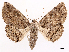  ( - CCDB-45179-D10)  @11 [ ] CreativeCommons - Attribution (2024) CBG Photography Group Centre for Biodiversity Genomics