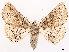  ( - CCDB-45179-D11)  @11 [ ] CreativeCommons - Attribution (2024) CBG Photography Group Centre for Biodiversity Genomics