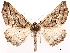  ( - CCDB-45179-G03)  @11 [ ] CreativeCommons - Attribution (2024) CBG Photography Group Centre for Biodiversity Genomics
