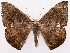  ( - CCDB-45180-A03)  @11 [ ] CreativeCommons - Attribution (2024) CBG Photography Group Centre for Biodiversity Genomics