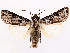  ( - CCDB-45180-B09)  @11 [ ] CreativeCommons - Attribution (2024) CBG Photography Group Centre for Biodiversity Genomics