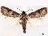  ( - CCDB-45180-B10)  @11 [ ] CreativeCommons - Attribution (2024) CBG Photography Group Centre for Biodiversity Genomics