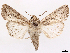  ( - CCDB-45180-D02)  @11 [ ] CreativeCommons - Attribution (2024) CBG Photography Group Centre for Biodiversity Genomics
