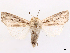  ( - CCDB-45180-D03)  @11 [ ] CreativeCommons - Attribution (2024) CBG Photography Group Centre for Biodiversity Genomics