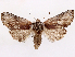  ( - CCDB-45180-D04)  @11 [ ] CreativeCommons - Attribution (2024) CBG Photography Group Centre for Biodiversity Genomics