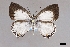  (Lepidochrysops azureus - USNM ENT 01921144)  @11 [ ] (by-nc-sa)  Unspecified Unspecified