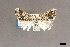  ( - USNM ENT 01921161)  @11 [ ] (by-nc-sa)  Unspecified Unspecified