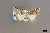  ( - USNM ENT 01921162)  @11 [ ] (by-nc-sa)  Unspecified Unspecified