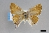  ( - USNM ENT 01921177)  @11 [ ] (by-nc-sa)  Unspecified Unspecified