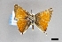  ( - USNM ENT 01921178)  @11 [ ] (by-nc-sa)  Unspecified Unspecified
