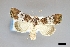  ( - USNM ENT 01921196)  @11 [ ] (by-nc-sa)  Unspecified Unspecified