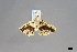  ( - USNM ENT 01921219)  @11 [ ] (by-nc-sa)  Unspecified Unspecified