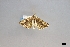  ( - USNM ENT 01921221)  @11 [ ] (by-nc-sa)  Unspecified Unspecified