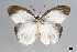  ( - USNM ENT 01921247)  @11 [ ] (by-nc-sa)  Unspecified Unspecified