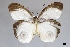  ( - USNM ENT 01921248)  @11 [ ] (by-nc-sa)  Unspecified Unspecified